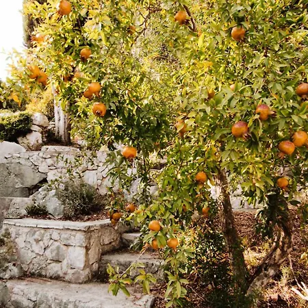 Tangerine Apartment